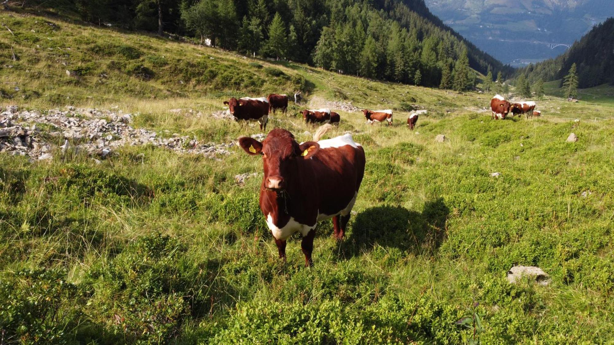 Villa Bio-Bauernhof Auernig Obervellach Esterno foto